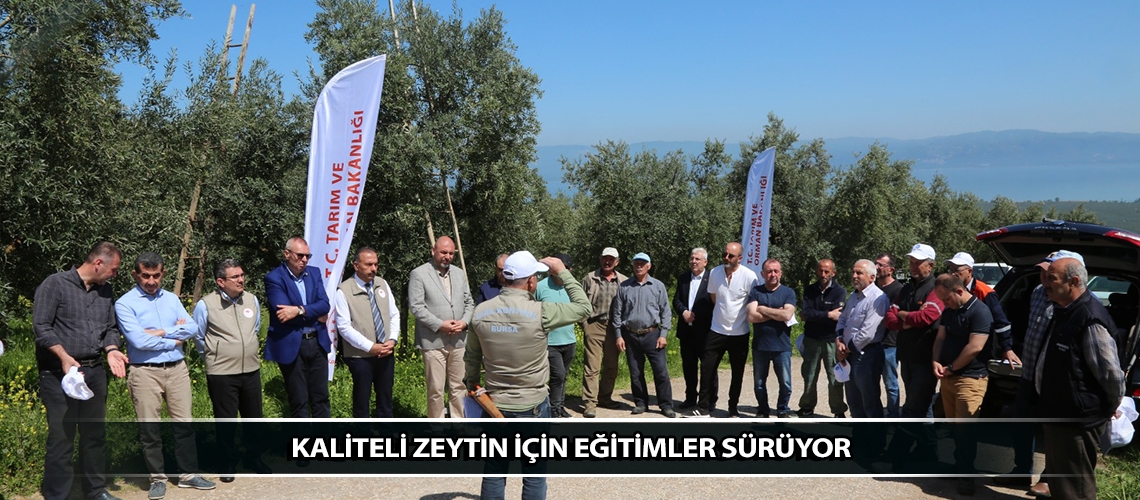 Kaliteli zeytin için eğitimler sürüyor