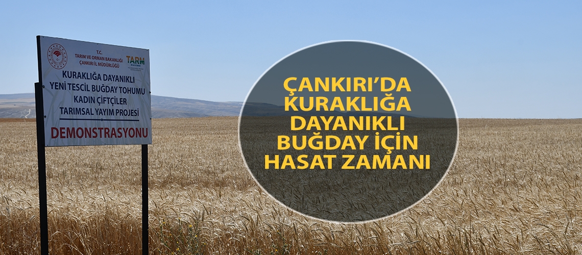 Çankırı’da kuraklığa dayanıklı buğday için hasat zamanı