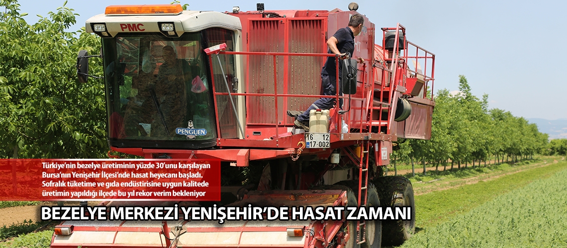 Bezelye merkezi Yenişehir’de hasat zamanı