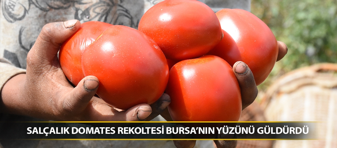 Salçalık domates rekoltesi Bursa’nın yüzünü güldürdü