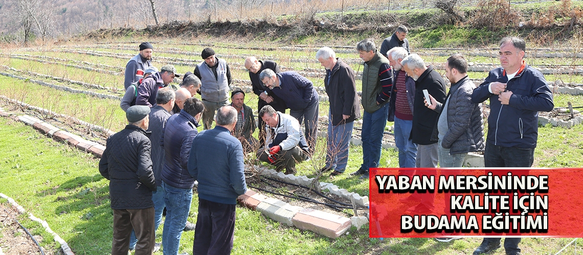 Yaban mersininde kalite için budama eğitimi