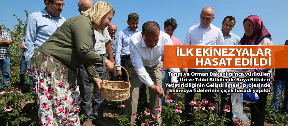 İlk ekinezyalar hasat edildi