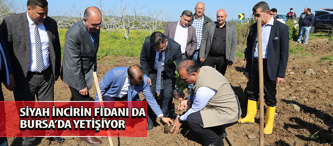 Siyah incirin fidanı da Bursa’da yetişiyor