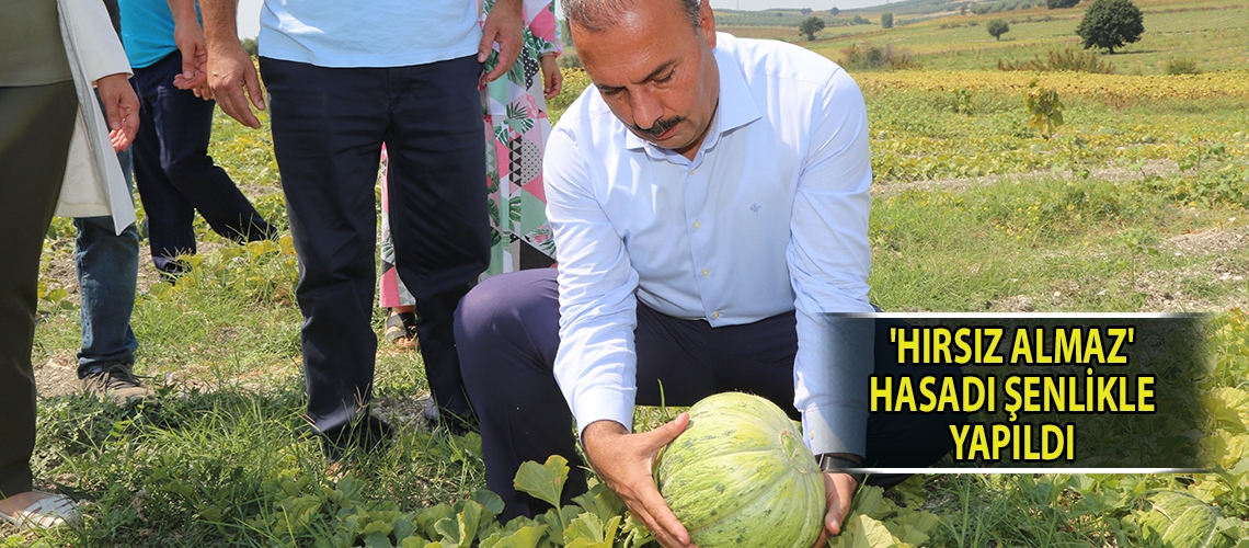 'Hırsız Almaz' hasadı şenlikle yapıldı