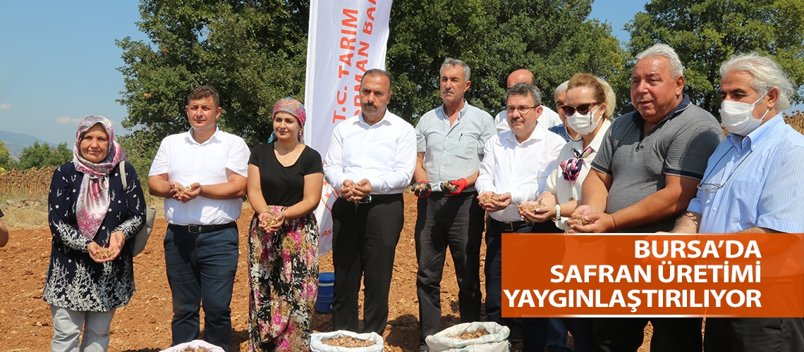 Bursa’da safran üretimi yaygınlaştırılıyor