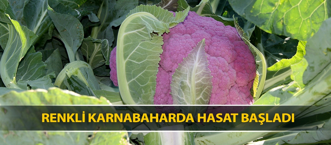 Renkli karnabaharda hasat başladı