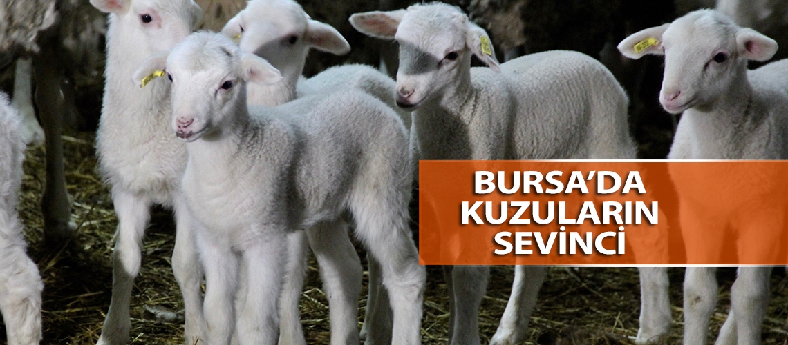 Bursa’da kuzuların sevinci