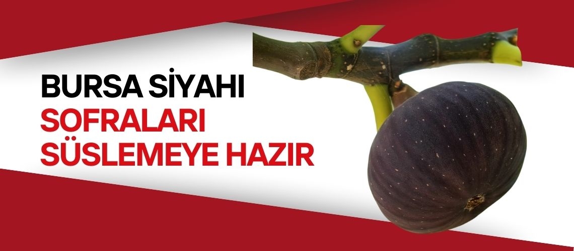 Bursa siyahı sofraları süslemeye hazır