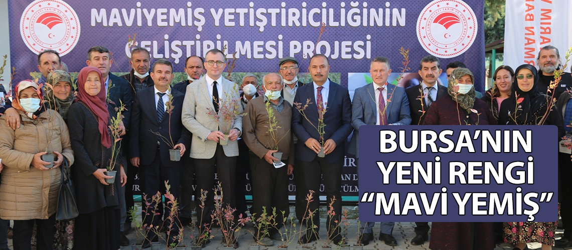 Bursa’nın yeni rengi “mavi yemiş”