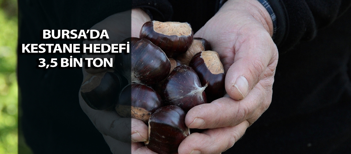 Bursa’da kestane hedefi 3,5 bin ton