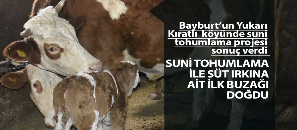 Suni tohumlama ile süt ırkına ait ilk buzağı doğdu