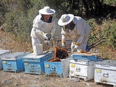 Çam balı arıcıları sevindirdi