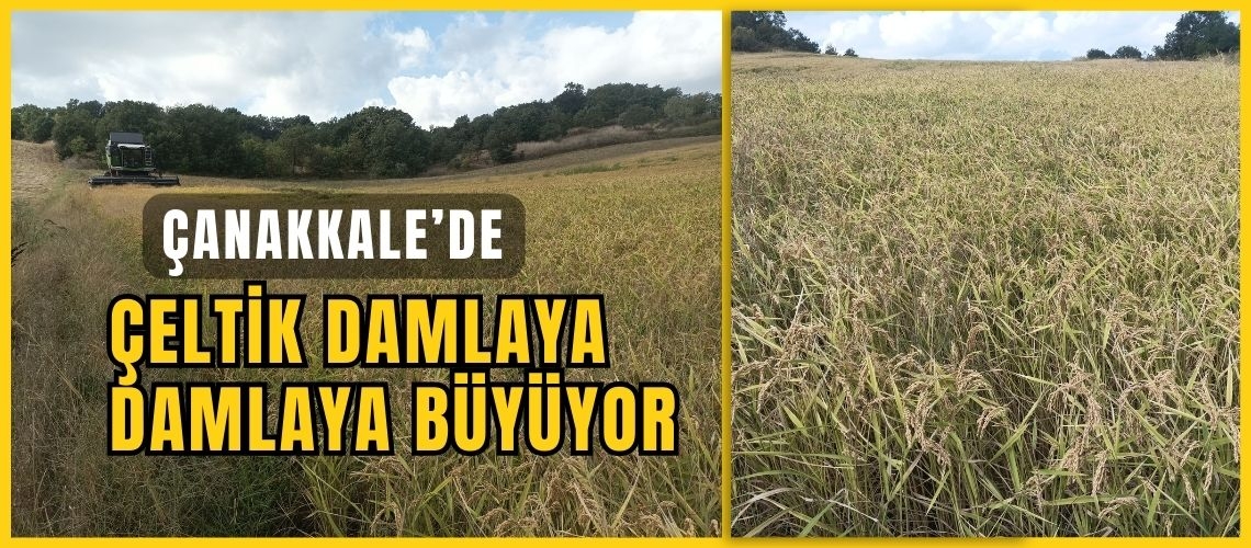 Çanakkale’de çeltik damlaya damlaya büyüyor