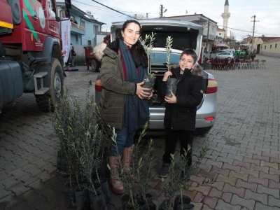 Zeytinlikler destek fidanlarla canlanıyor