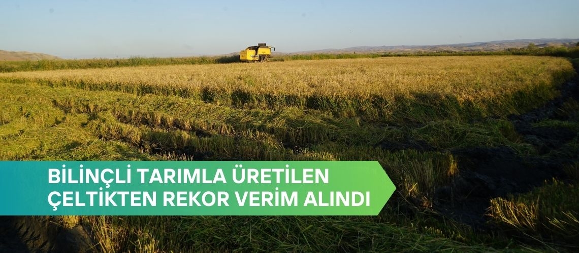 Bilinçli tarımla üretilen çeltikten rekor verim alındı