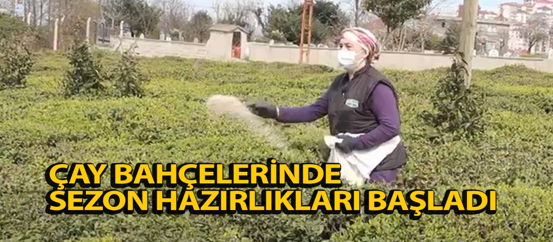 Çay bahçelerinde sezon hazırlıkları başladı