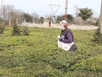 Çay bahçelerinde sezon hazırlıkları başladı