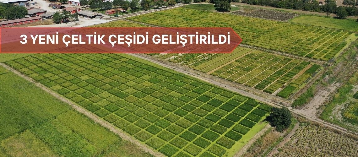 3 yeni çeltik çeşidi geliştirildi