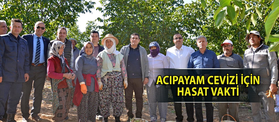 Acıpayam cevizi için hasat vakti