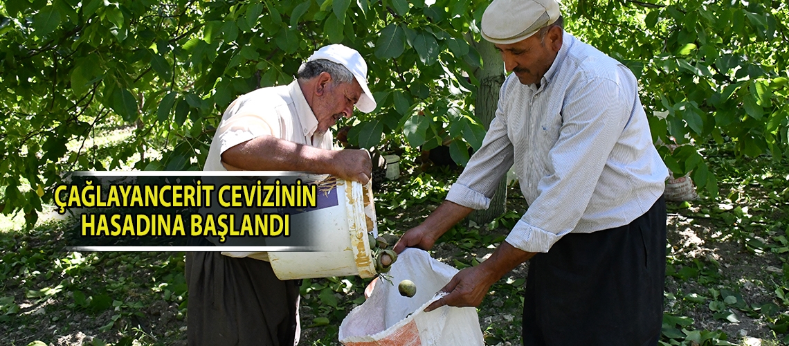 Çağlayancerit cevizinin hasadına başlandı