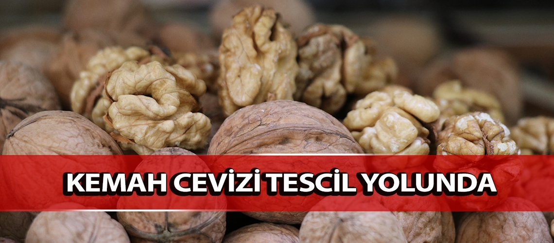 Kemah cevizi tescil yolunda