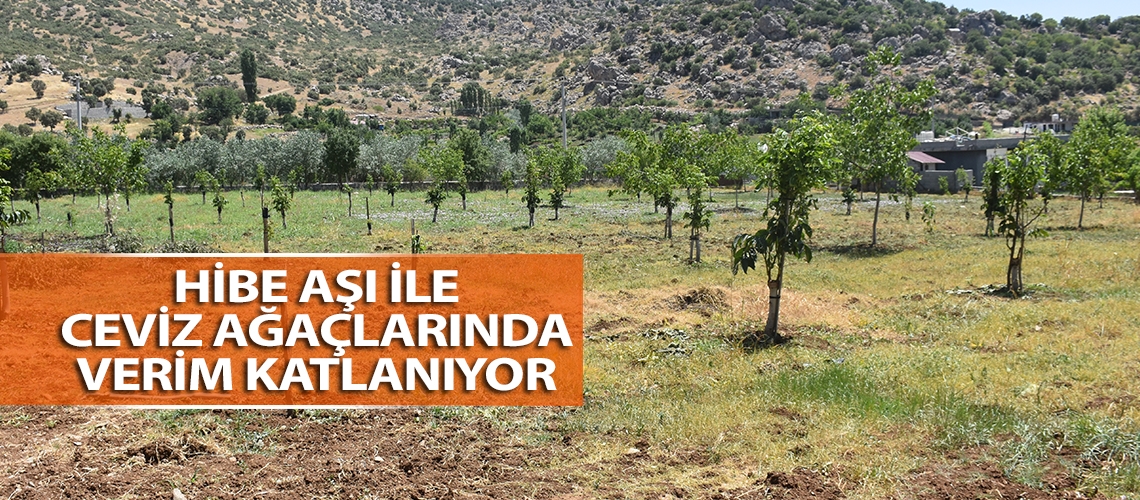 Hibe aşı ile ceviz ağaçlarında verim katlanıyor