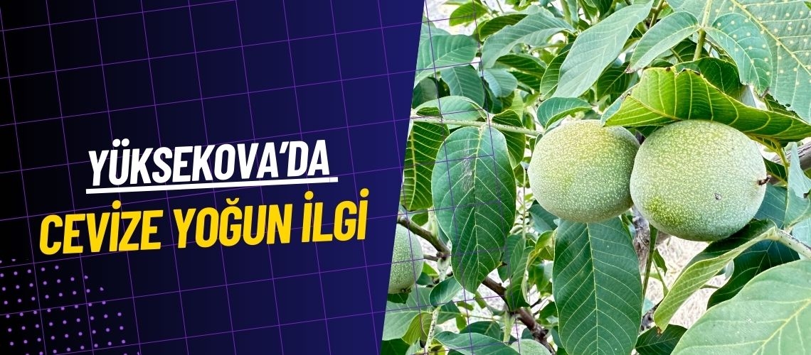 Yüksekova’da cevize yoğun ilgi