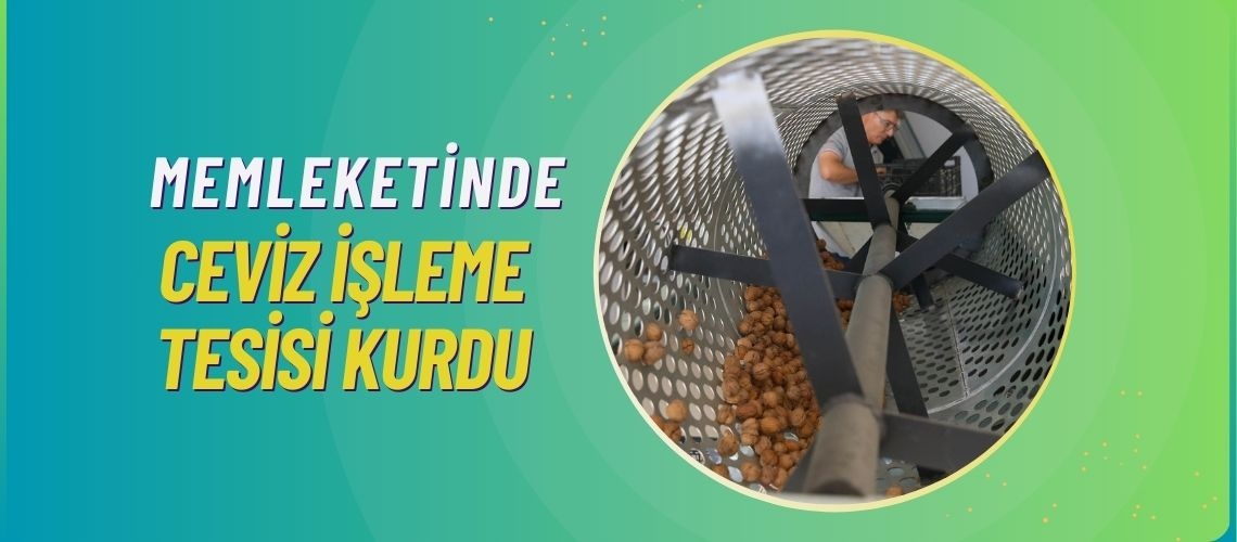 Memleketinde ceviz işleme tesisi kurdu