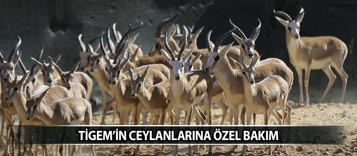 TİGEM’in ceylanlarına özel bakım