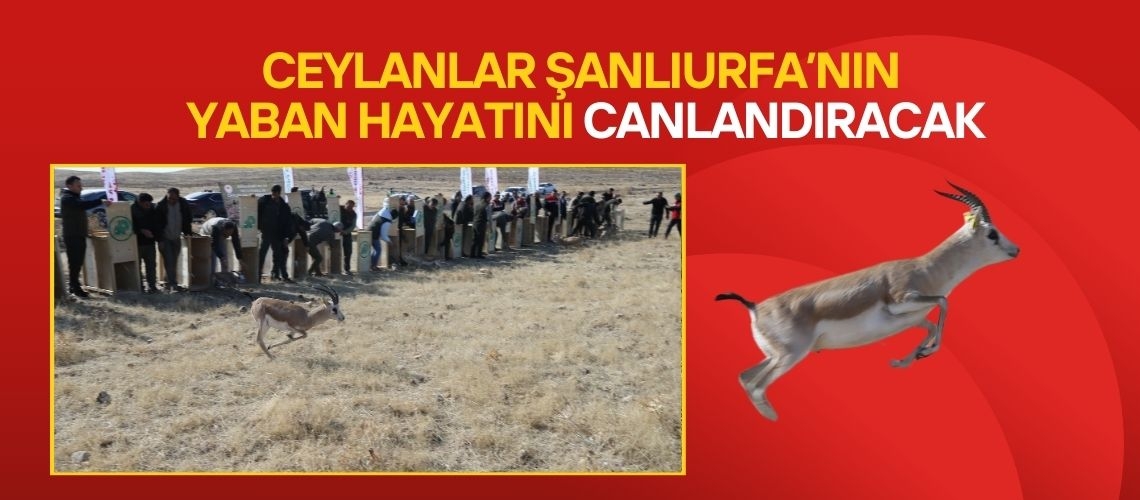 Ceylanlar Şanlıurfa’nın yaban hayatını canlandıracak