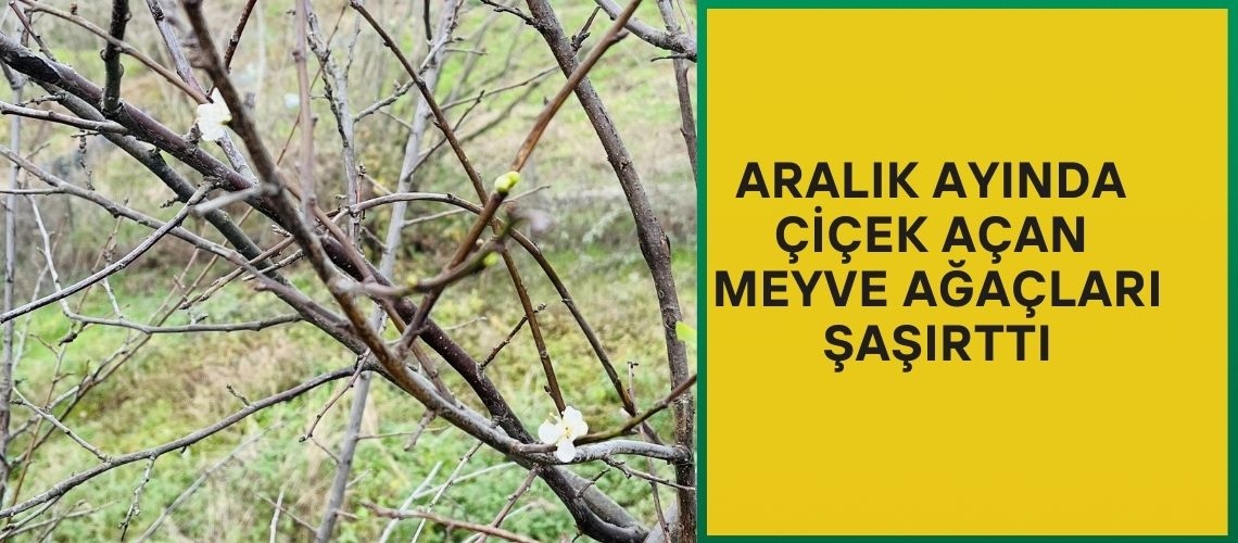 Aralık ayında çiçek açan meyve ağaçları şaşırttı