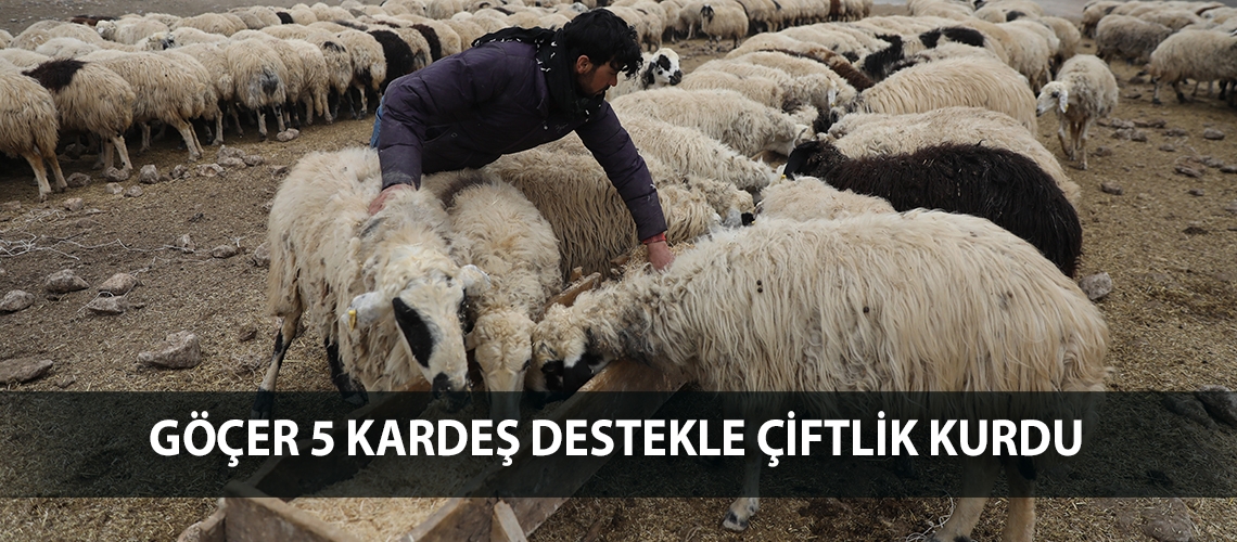 Göçer 5 kardeş destekle çiftlik kurdu