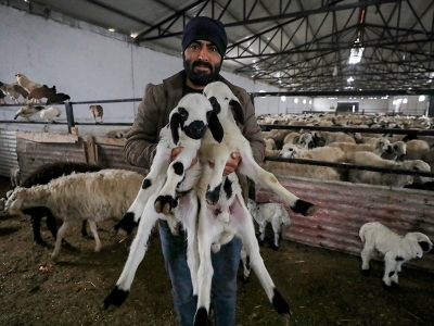 Göçer 5 kardeş destekle çiftlik kurdu