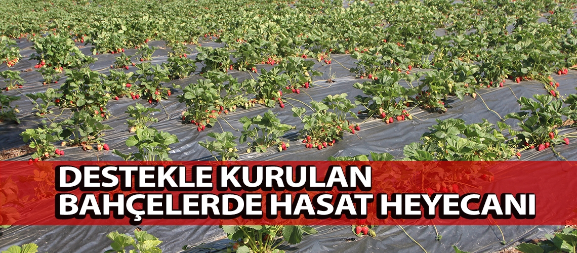 Destekle kurulan bahçelerde hasat heyecanı