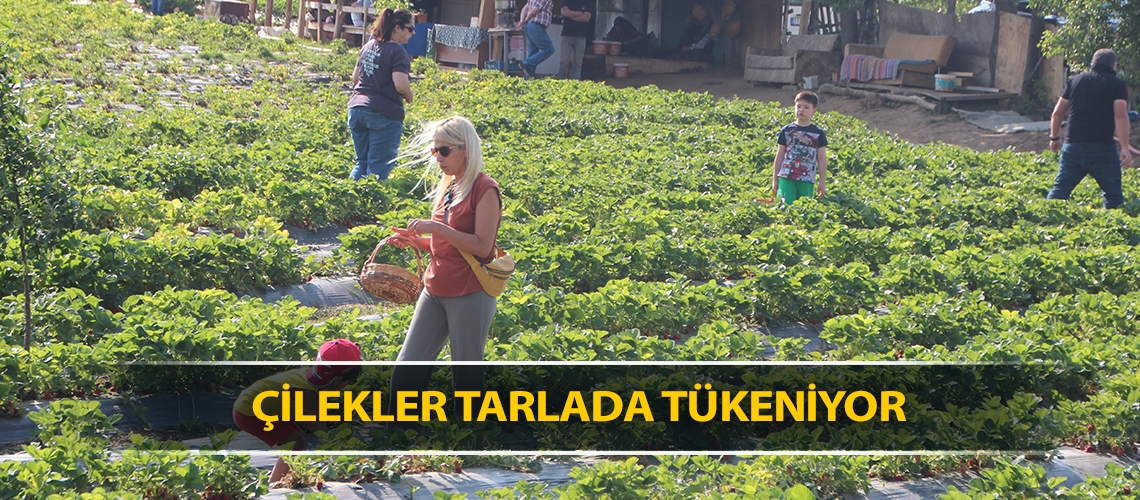 Çilekler tarlada tükeniyor