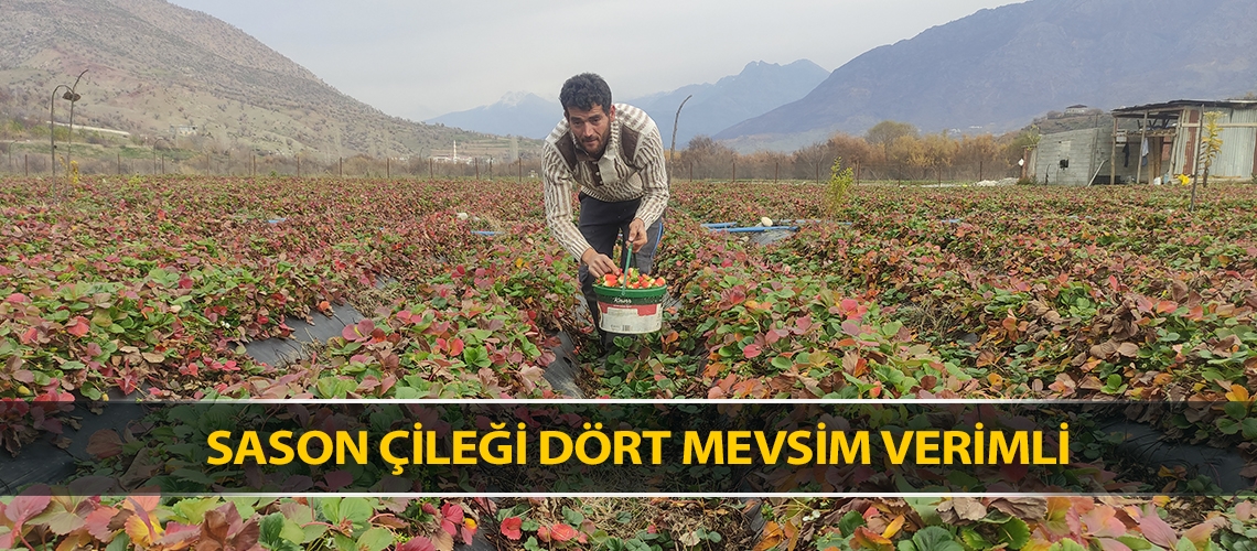 Sason çileği dört mevsim verimli