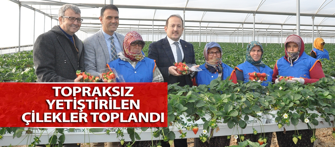 Topraksız yetiştirilen çilekler toplandı