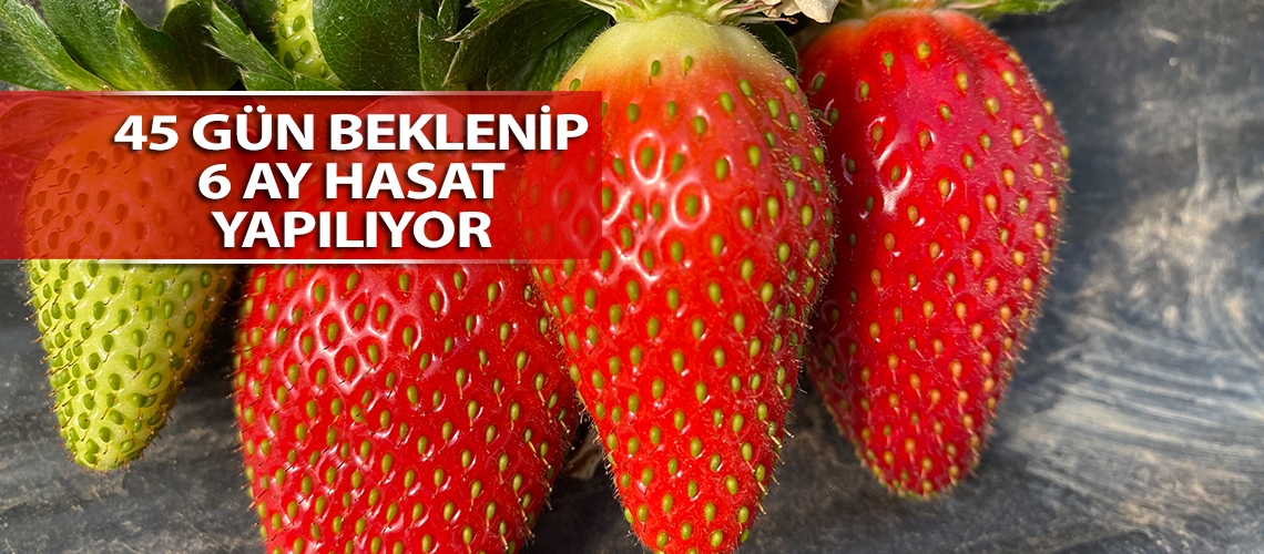 45 gün beklenip 6 ay hasat yapılıyor