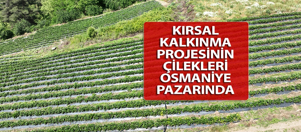 Kırsal kalkınma projesinin çilekleri Osmaniye pazarında