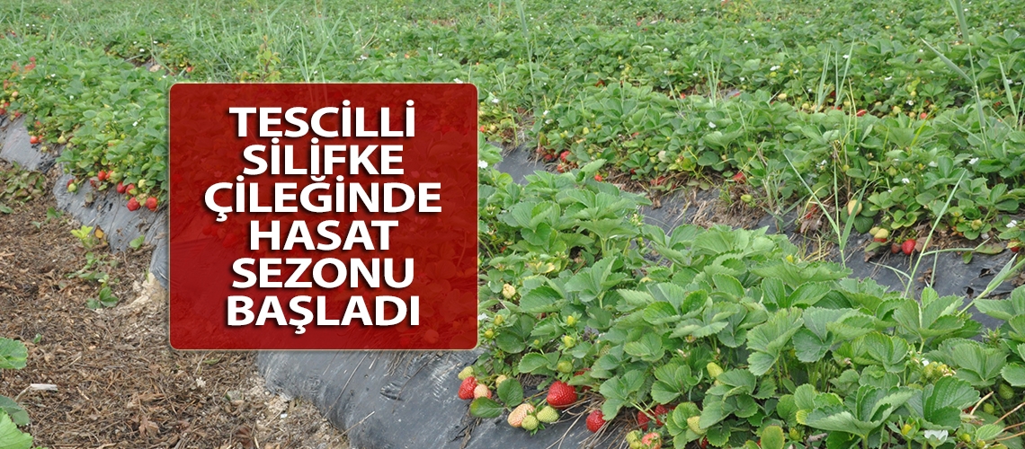 Tescilli Silifke çileğinde hasat sezonu başladı