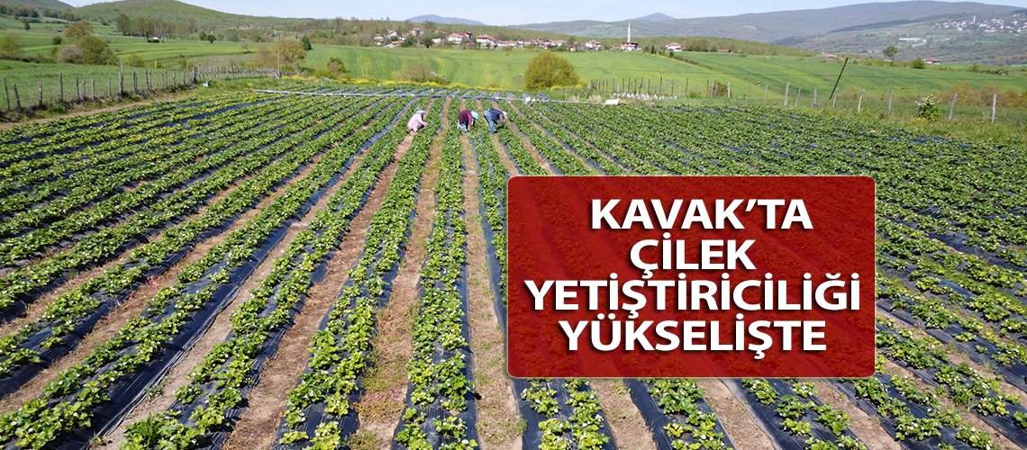 Kavak’ta çilek yetiştiriciliği yükselişte