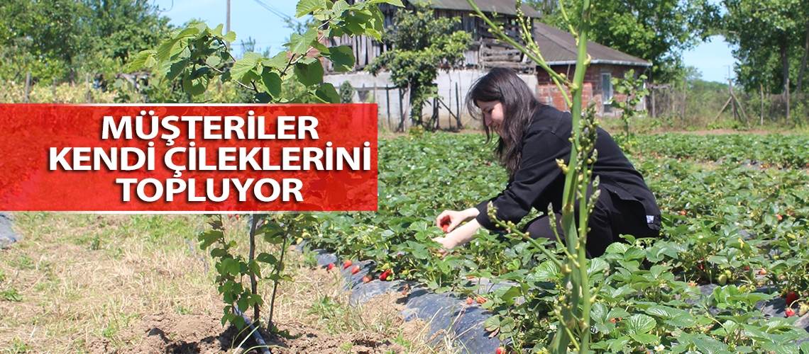 Müşteriler kendi çileklerini topluyor