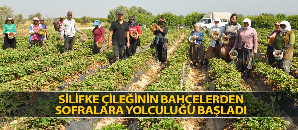 Silifke çileğinin bahçelerden sofralara yolculuğu başladı