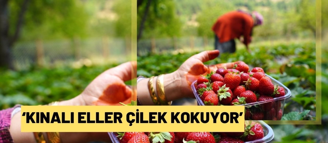 ‘Kınalı eller çilek kokuyor’