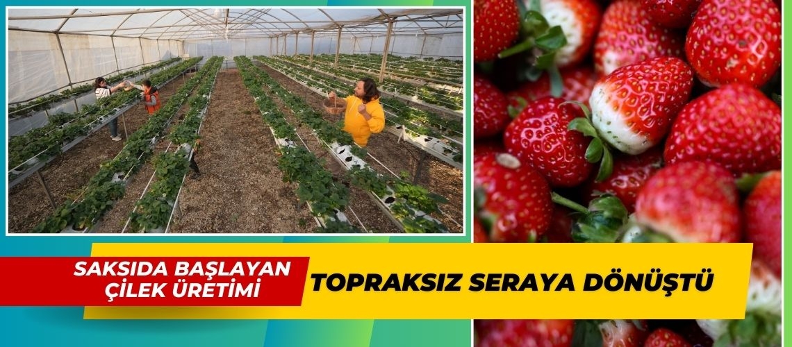 Saksıda başlayan çilek üretimi topraksız seraya dönüştü