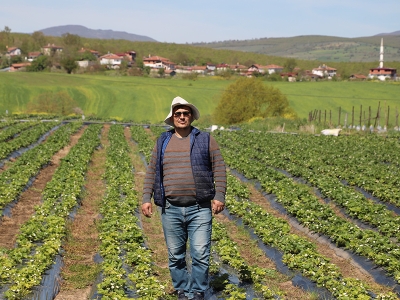 Kavak’ta çilek yetiştiriciliği yükselişte