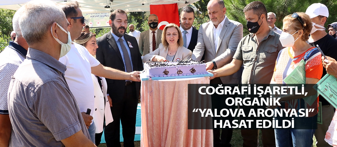 Coğrafi işaretli, organik “Yalova aronyası” hasat edildi