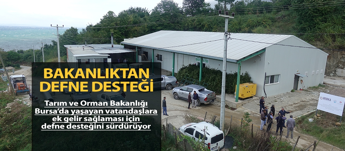 Tarım ve Orman Bakanlığı’ndan Bursa’da defne desteği