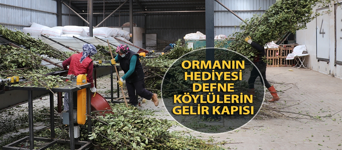 Ormanın hediyesi defne köylülerin gelir kapısı