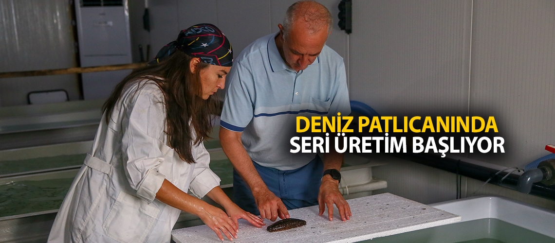 Deniz patlıcanında seri üretim başlıyor